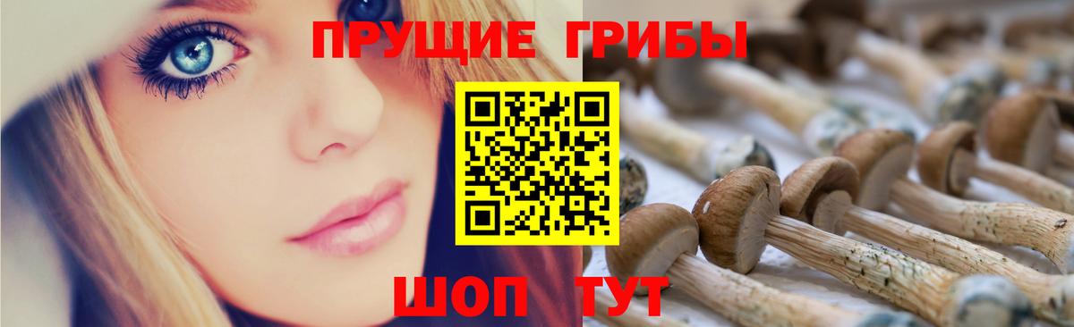 Псилоцибиновые грибы Psilocybe Дивногорск